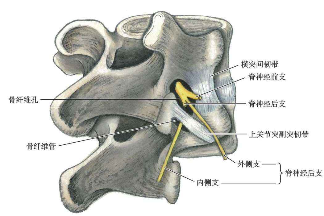 骨纖維孔