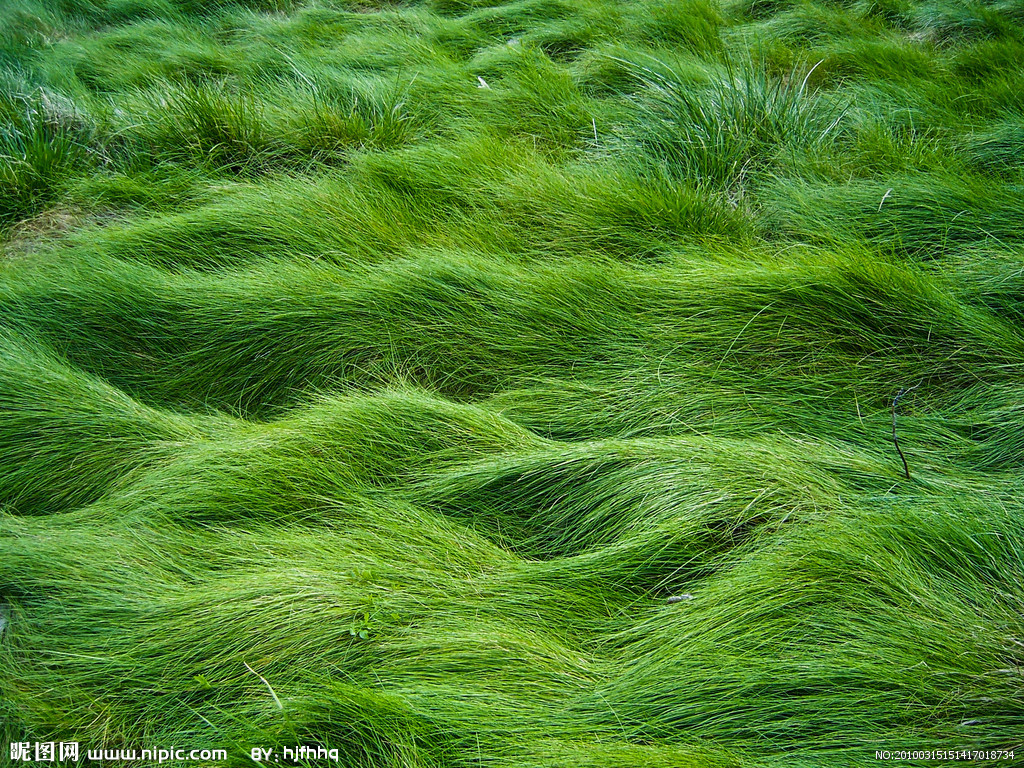 綠地毯