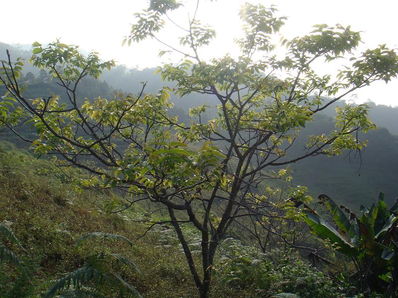 那翁田村