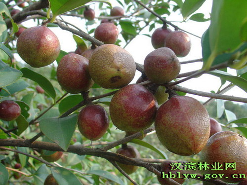 江西高產油茶種苗基地