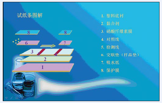 圖1 層析法免疫膠體金檢測試劑結構示意圖