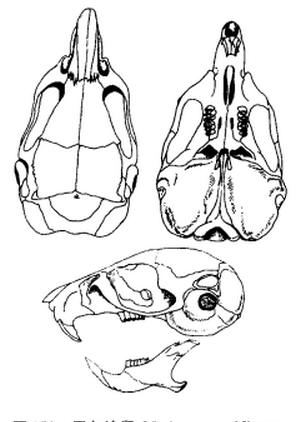 子午沙鼠頭骨