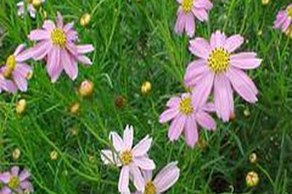 Coreopsis rosea