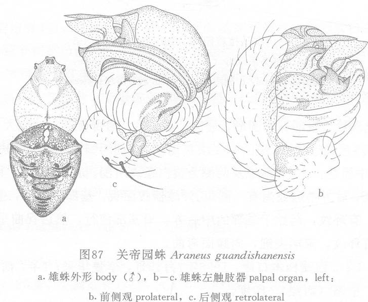 關帝園蛛