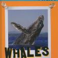 Whales(Haney, Johannah著圖書)