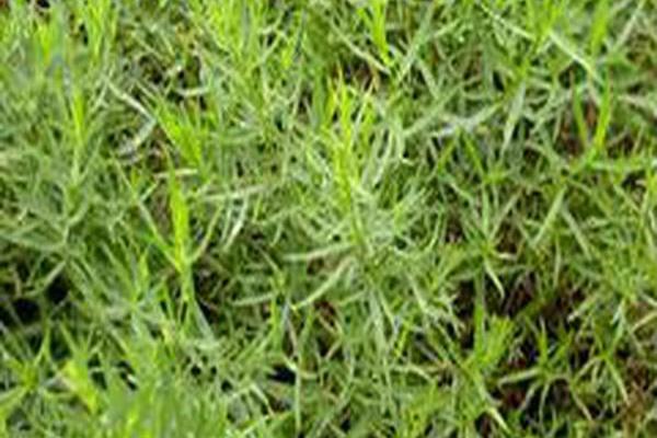 Artemisia dracunculus \x27Sativa\x27