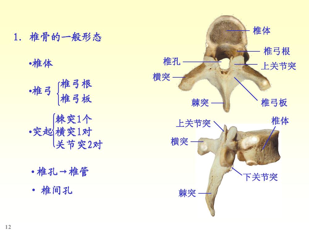 椎骨