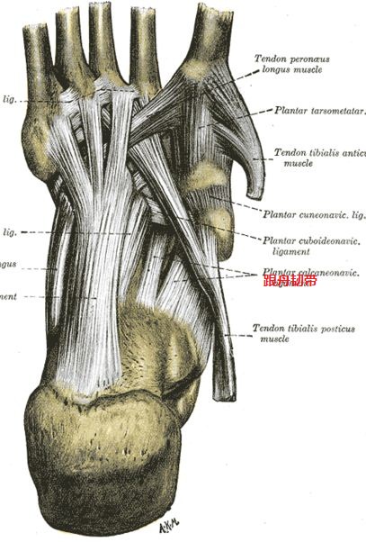 跟舟韌帶