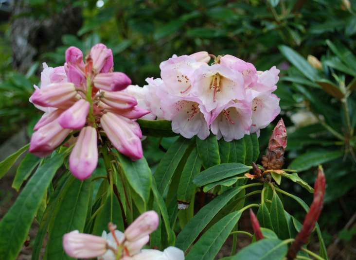 石生杜鵑（亞種）