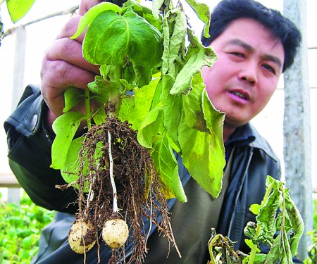 土豆根