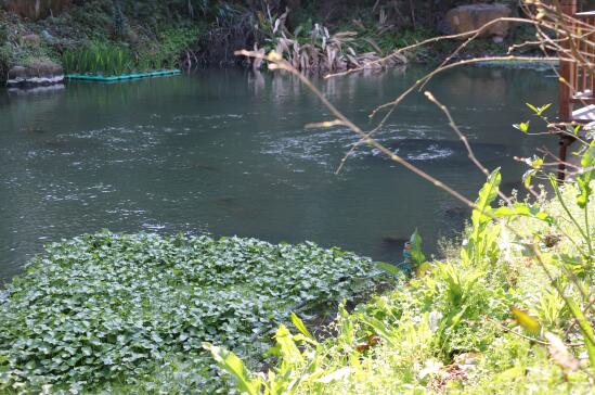 桑家河村(山西省襄垣縣善福鄉下轄村)