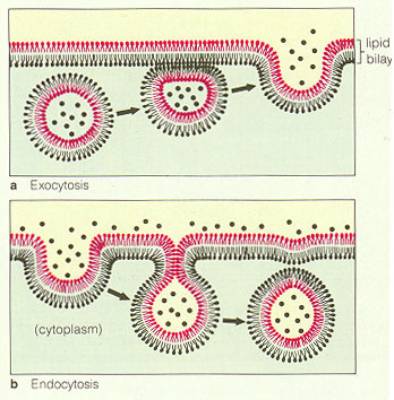胞吞和胞吐