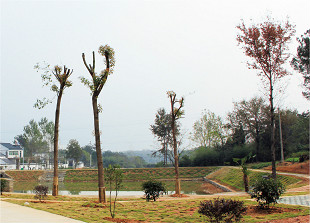 黃鋪村