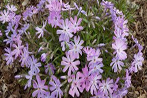 Phlox subulata \x27Bedazzled Lavender\x27