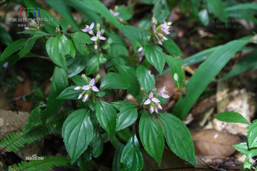 彩斑桑勒草(植物物種)