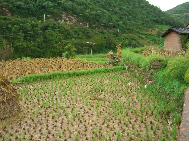 小河門口村