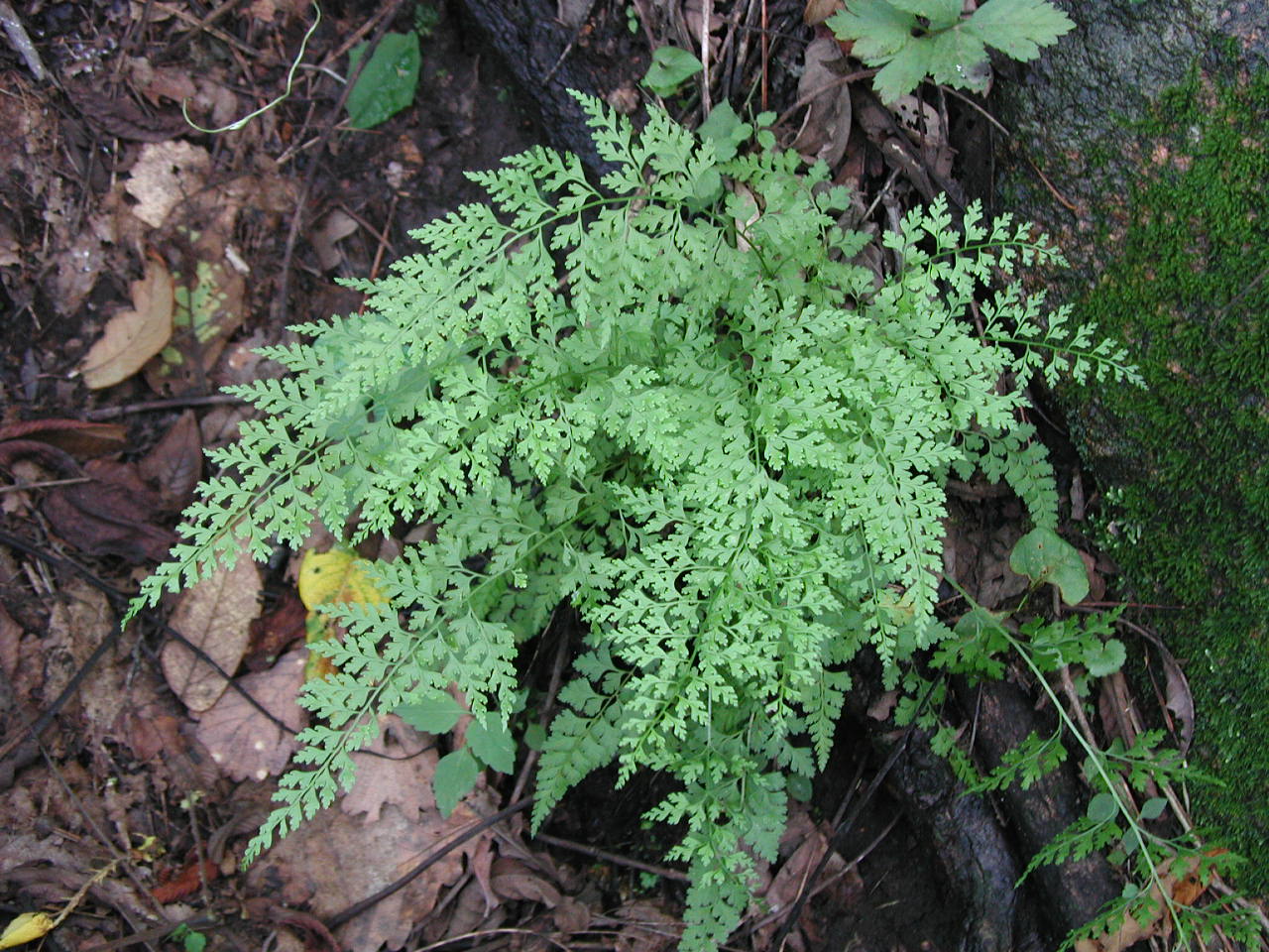 碗蕨（原變種）