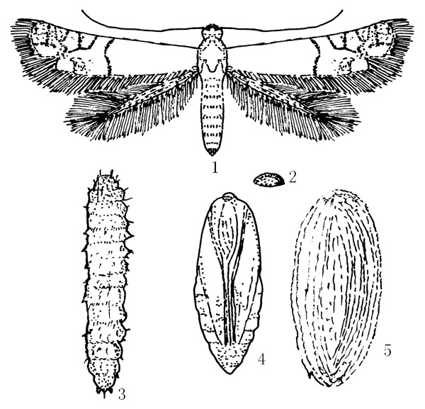 旋紋潛蛾1.成蟲2.卵粒3.幼蟲4.蛹5.繭