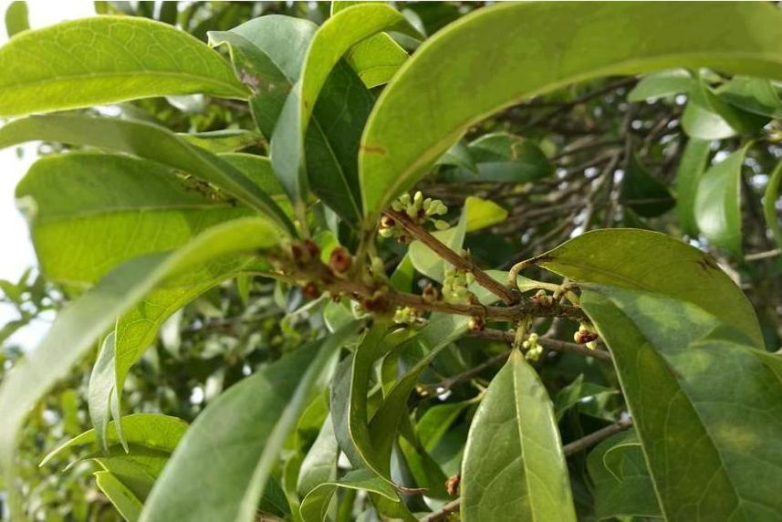 桂花黃山學院10號