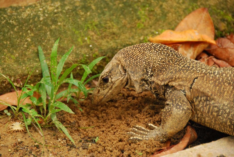 塔曼奈加拉國家公園小動物