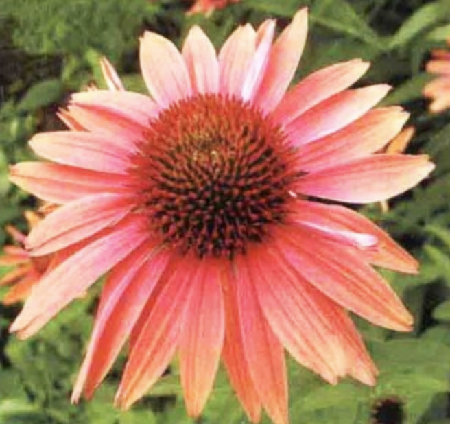 松果菊(Echinacea purpurea)