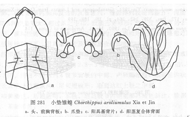 小墊雛蝗