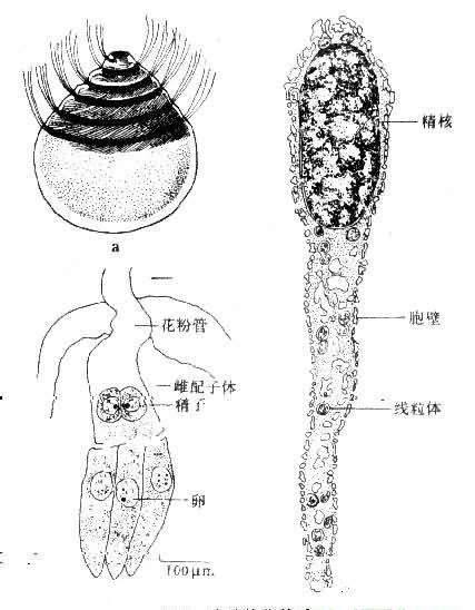 植物的精子結構示意圖