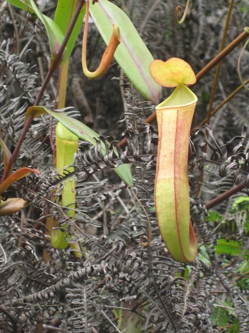 N. albomarginata × N. gracilis