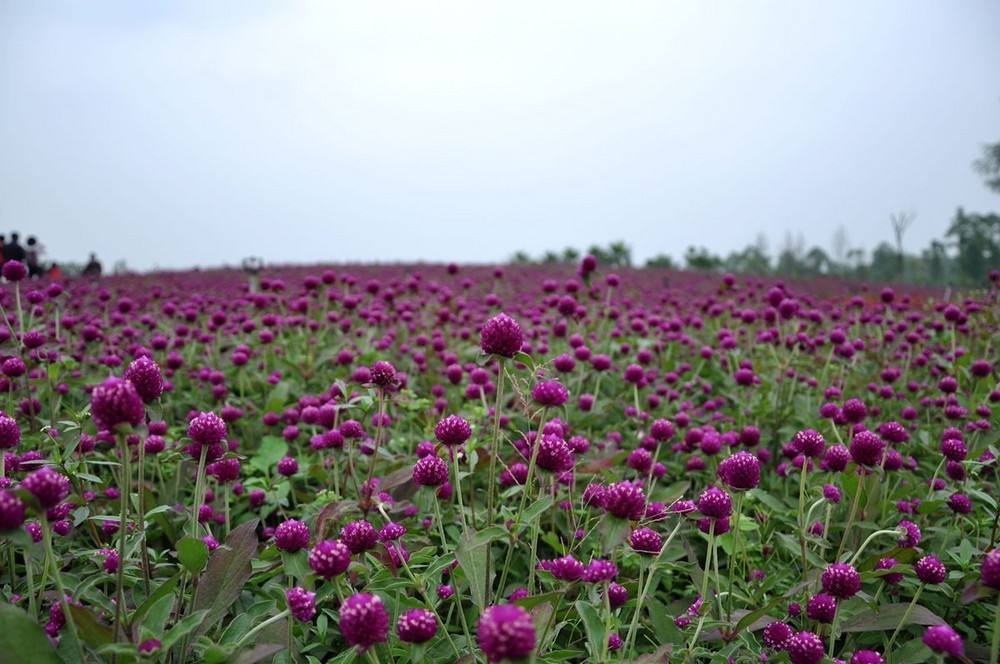 自貢市釜溪河濕地公園(自貢花海)