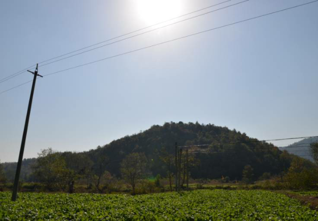 黃陂脈地灣蘿蔔