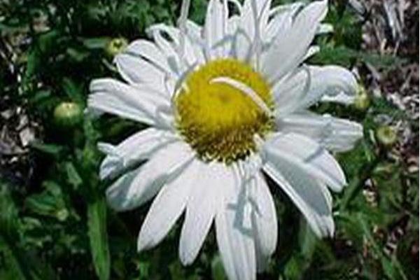 Leucanthemum × superbum \x27Starburst\x27