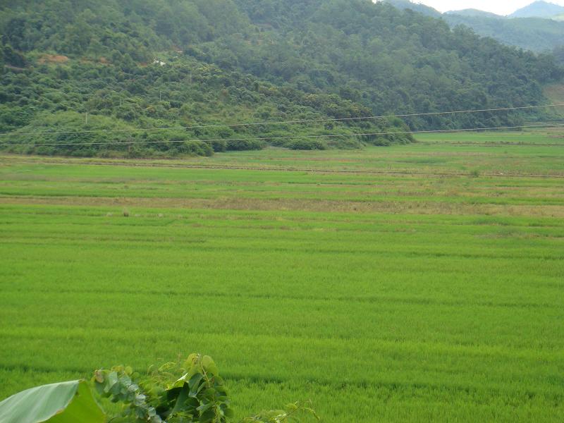 曼登箐自然村-水田