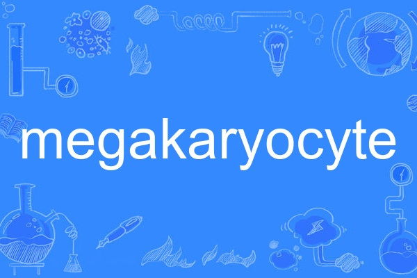 megakaryocyte