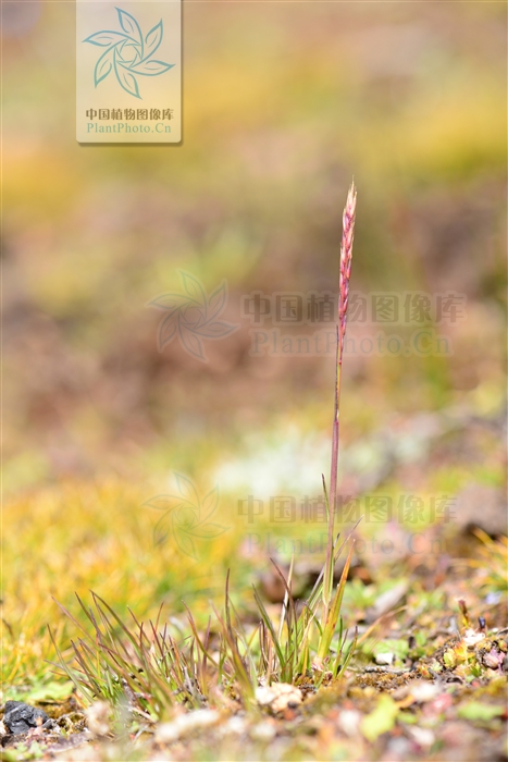 光柄野青茅