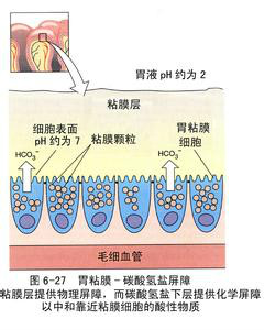 胃黏膜屏障