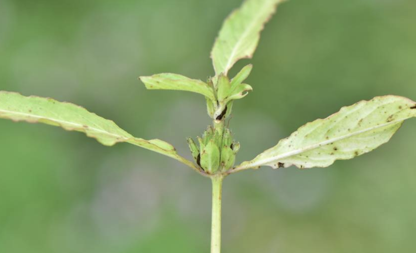 水蓑衣(爵床科水蓑衣屬植物)