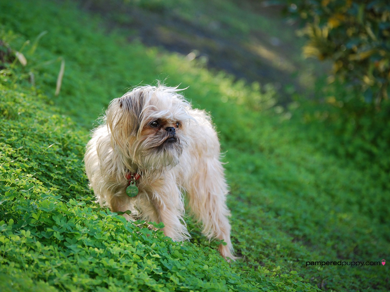 BRUSSELS GRIFFON