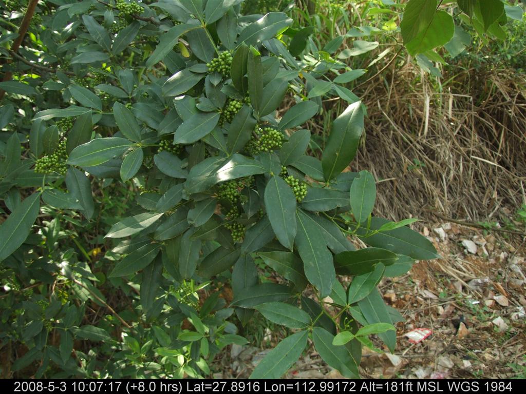 Zanthoxylum armatum