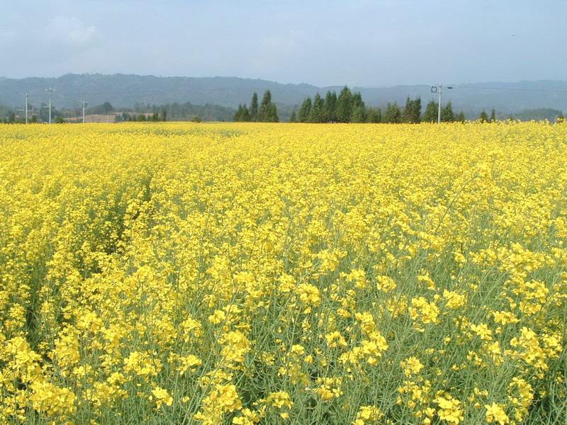 油菜田園