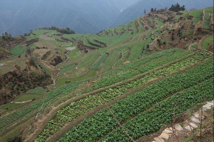 茶山古道