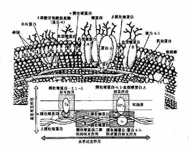 蛋白質結構