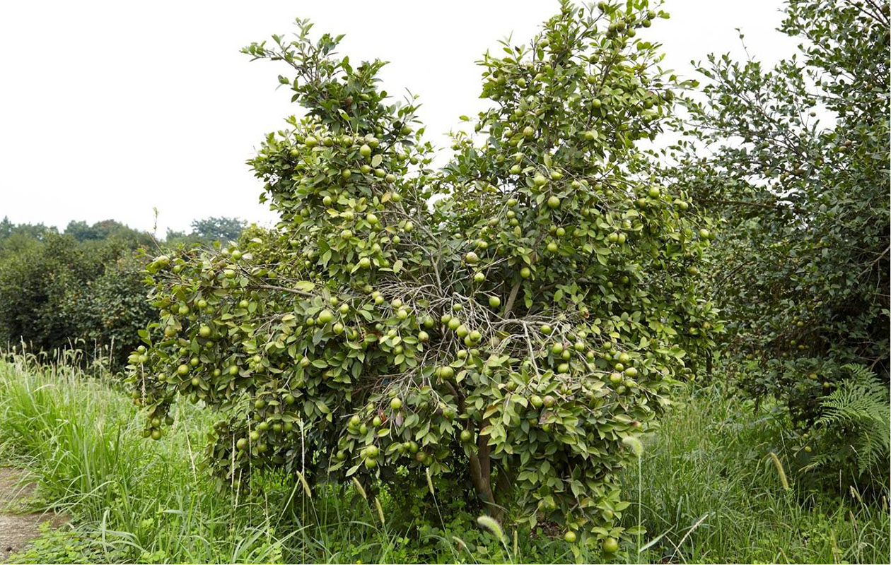 華金油茶