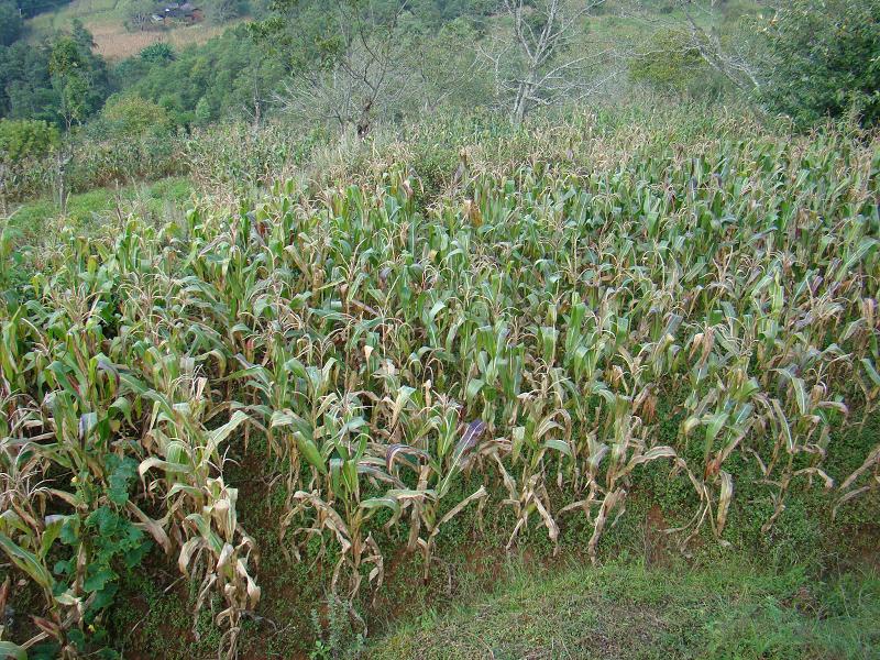 上尖山自然村玉米種植業