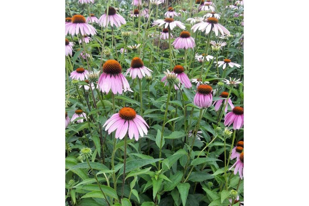 Echinacea purpurea \x27Sparkler\x27