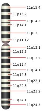 11號染色體物理圖譜