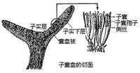 囊盤被