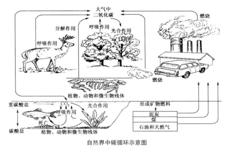 自然界中碳循環示意圖