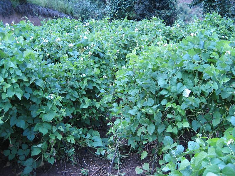 長海子村白芸豆種植業