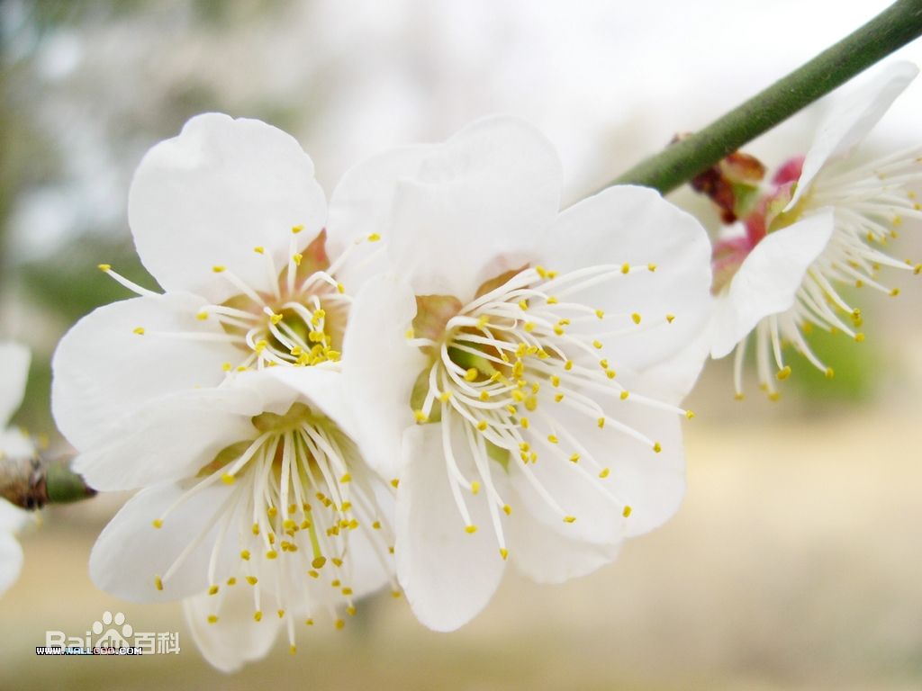 梅花魂(越劇劇目)