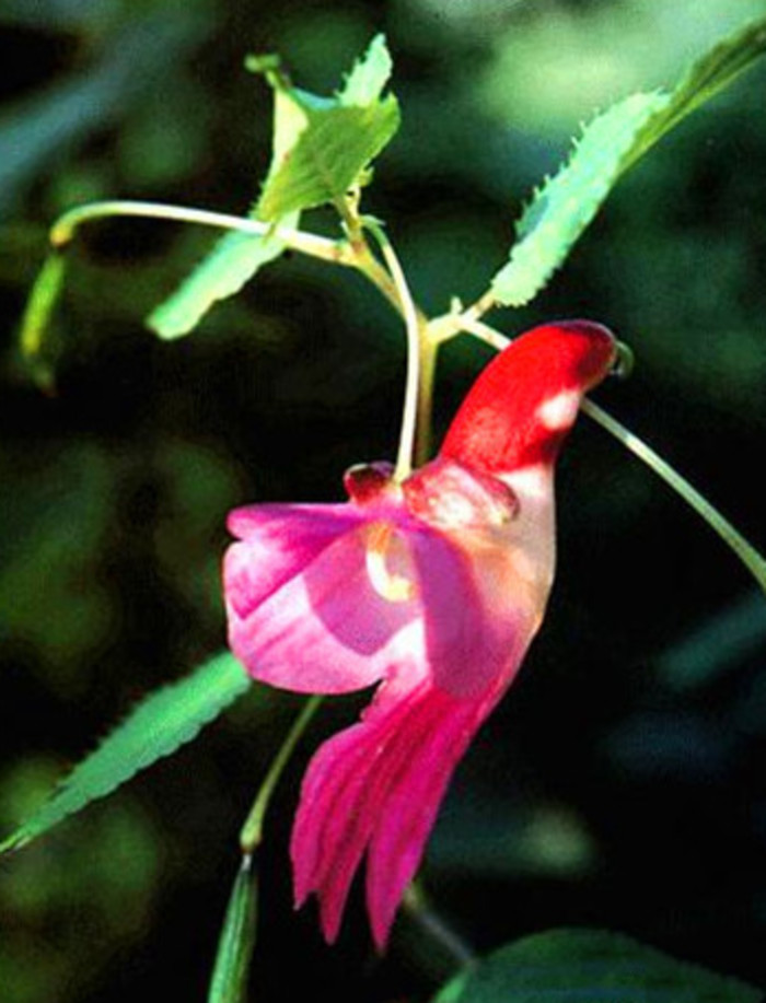 鳳仙花屬